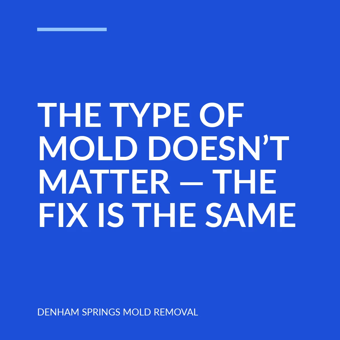 The type of mold doesn’t matter — the fix is the same